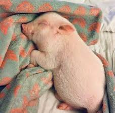 plot twist: pig lives my startup nightmare