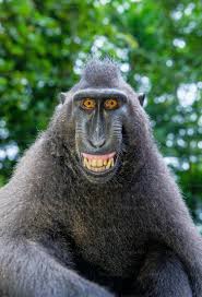 forgot what joy feels like, then i saw monkey fellow aura farming