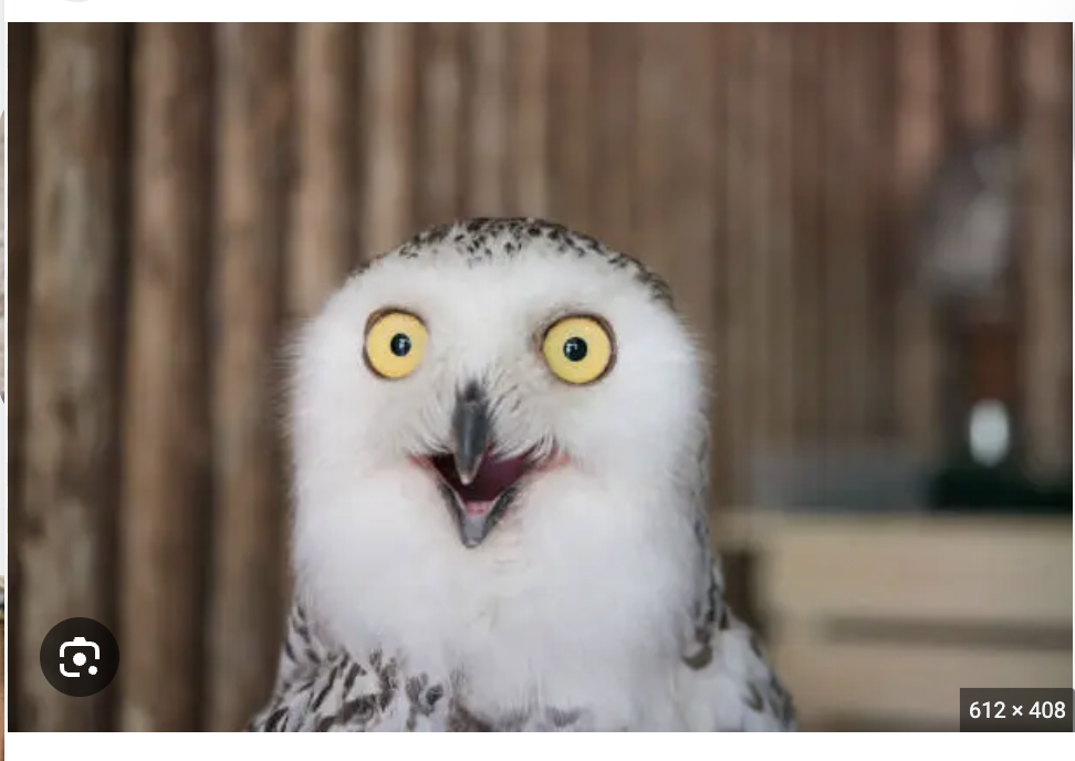 Nobody:
Dad: Why don't owls make friends? They don't give a hoot!