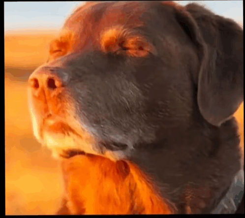 bro when he sees the sandwich he hid is missing from the cooler